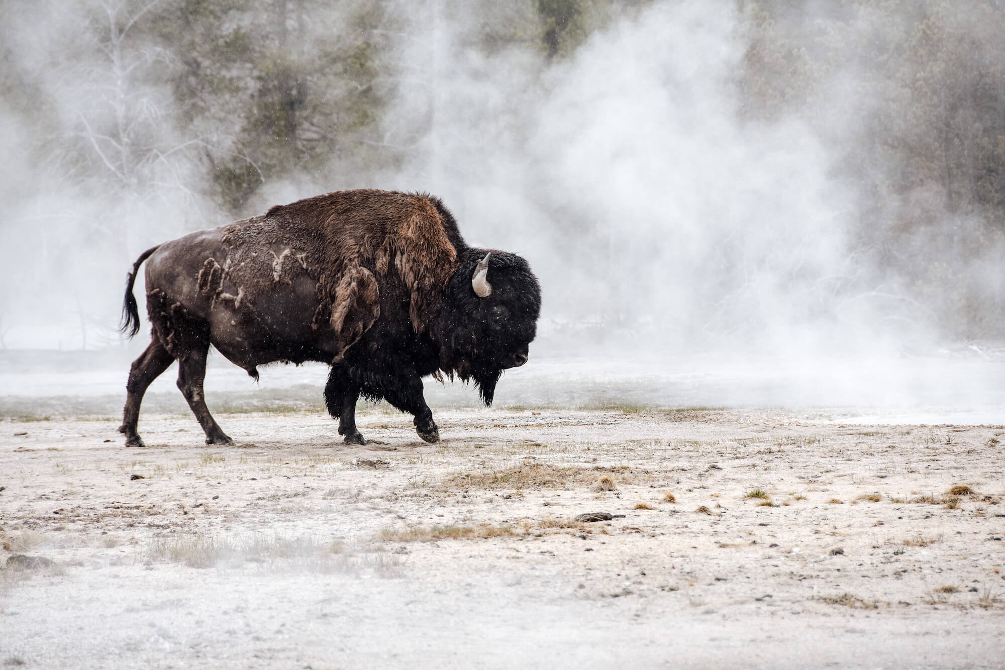 Les bisons à Yellowstone