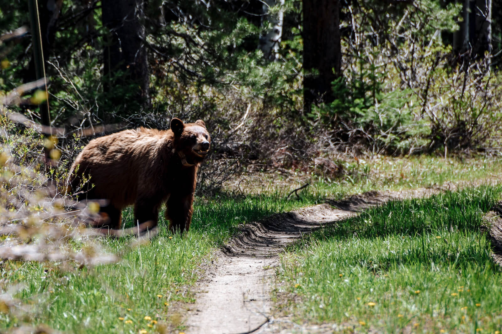 Un ours à Grand Teton