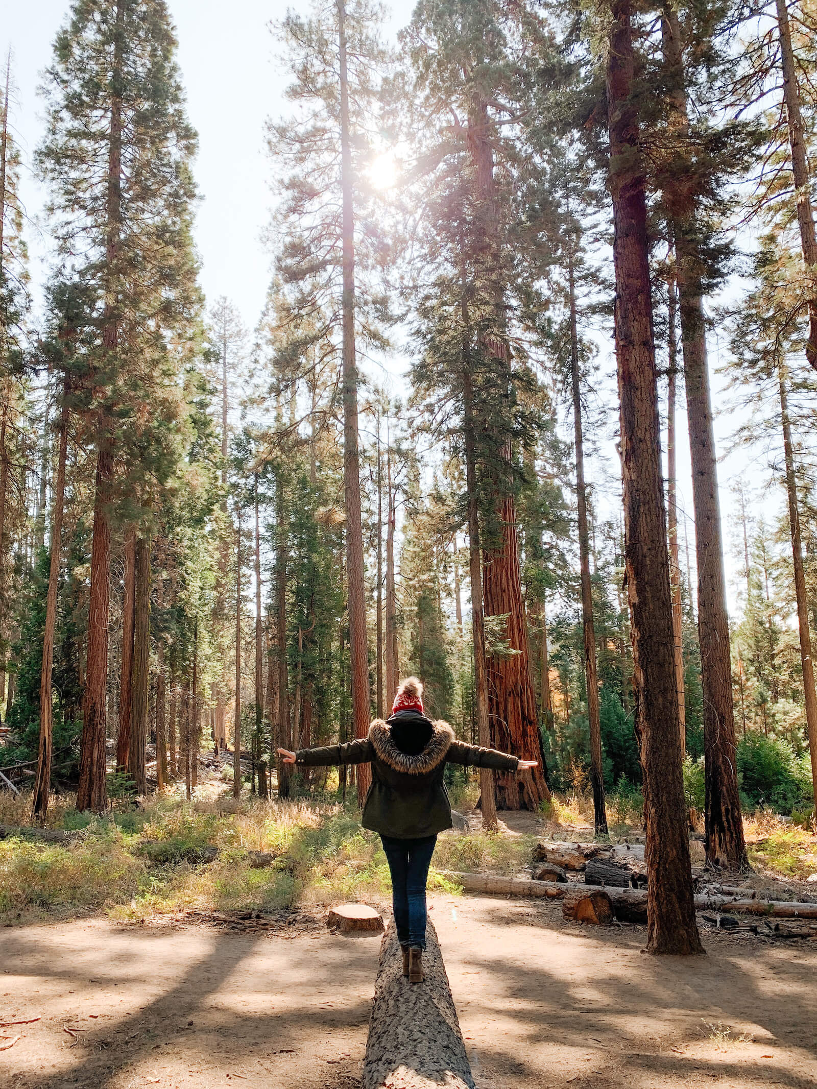 Yosemite National Park - Mariposa Grove - Sequoia Tree